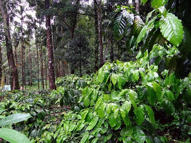 Coffea canephora