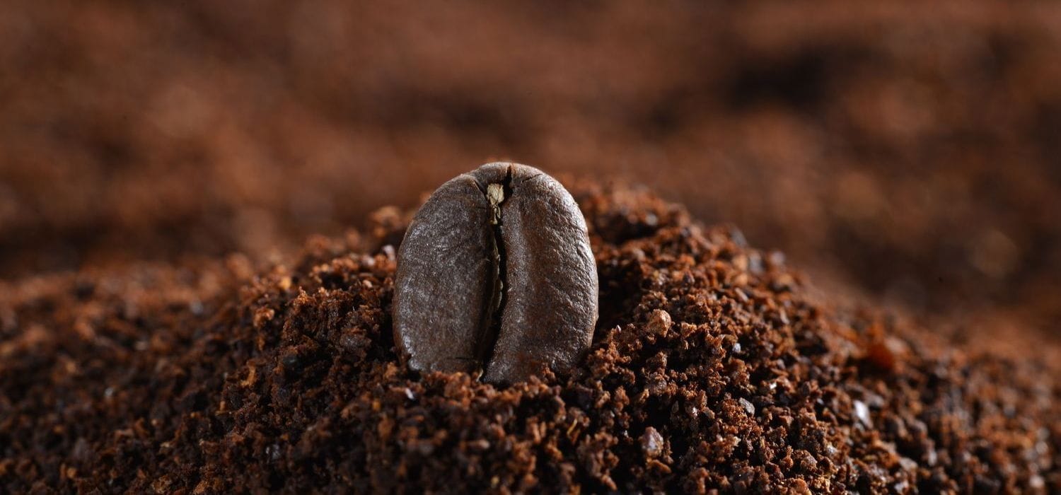 لماذا تختار القهوة المستدامة؟